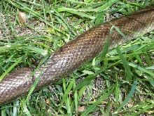 striped prairie king