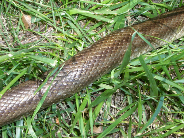 striped prairie king