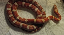 Hypo Het Silver Queen