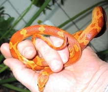 Hypo