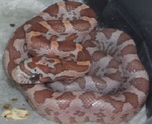 Ultramelpink