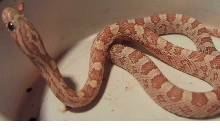 Rubyeyed Hypo