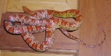 Ultramel