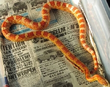 rubyeyed hypo