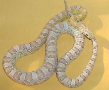 rubyeyed ghost