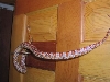 Rubyeyed Hypo