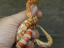 Rubyeyed