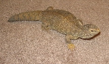 Anguirus