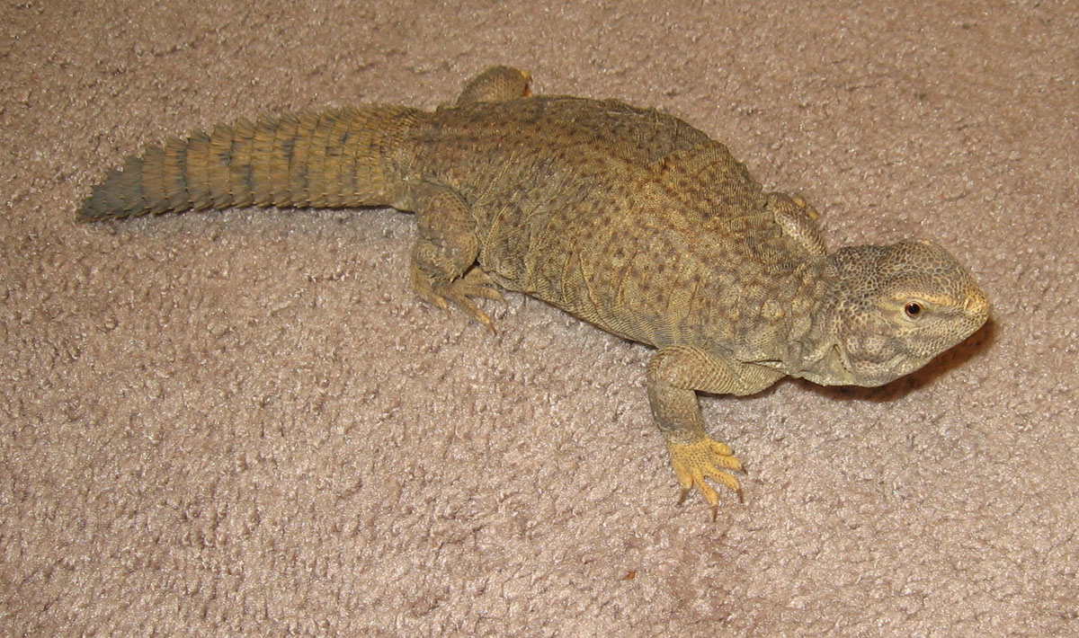 Anguirus