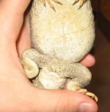 Anguirus-bottom