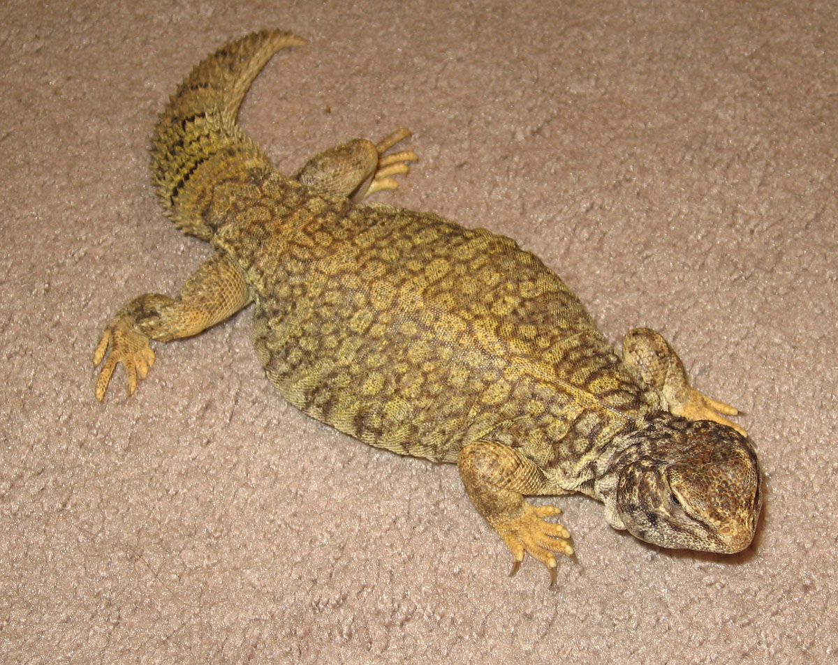 img 1