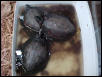 Leaf Turtles