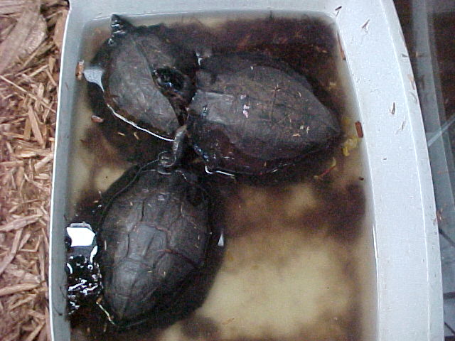 Leaf Turtles