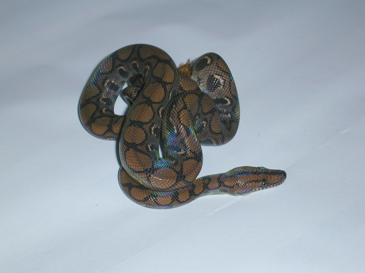 Shamus04