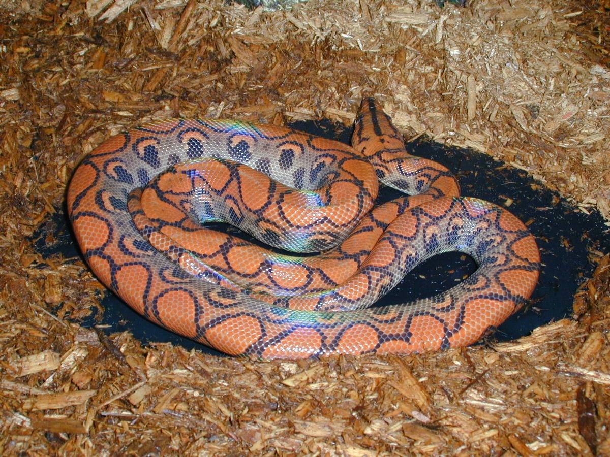 Blue25