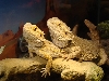 L.T and his lady