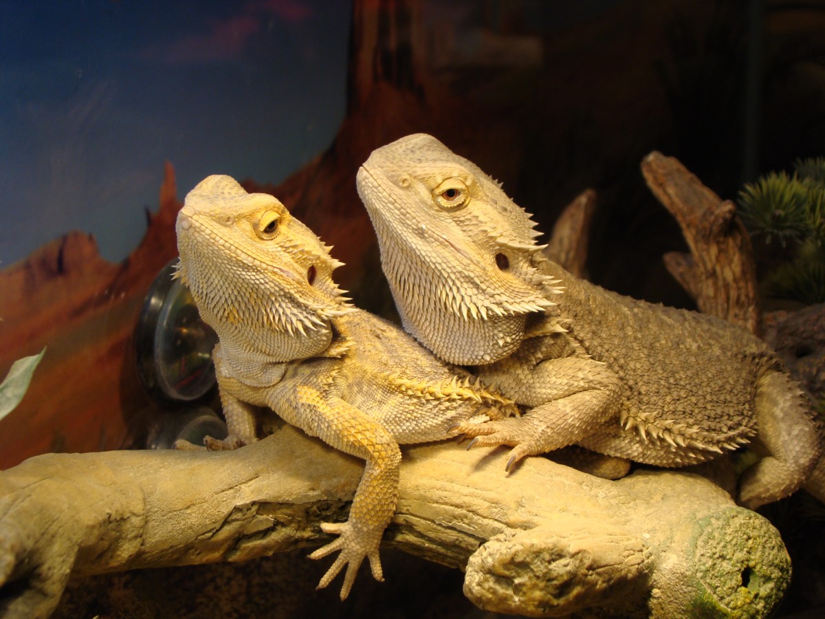 L.T and his lady