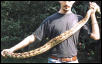 adult female laddertail circleback lateral striped