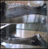 boa laterally striped