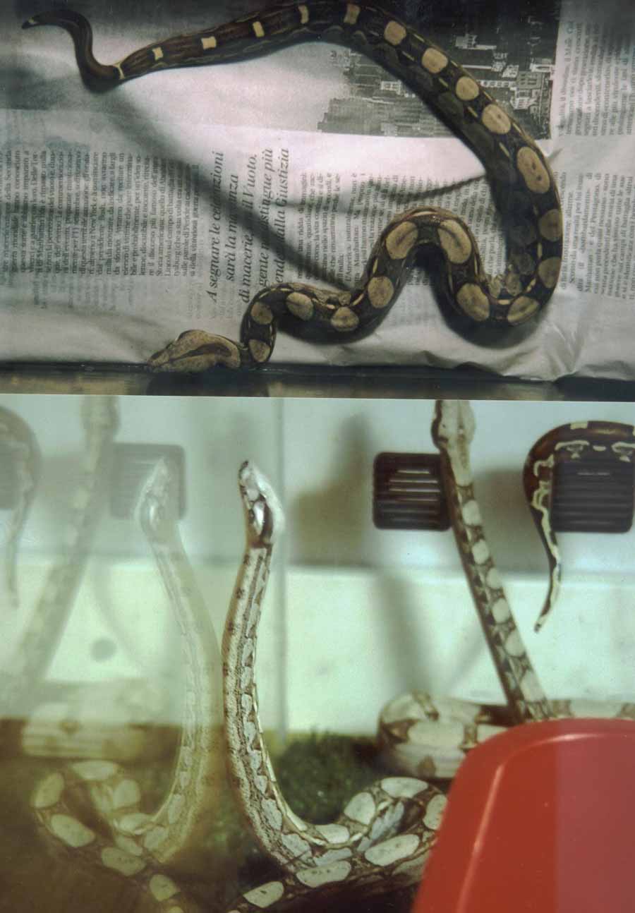 baby boas laterally striped