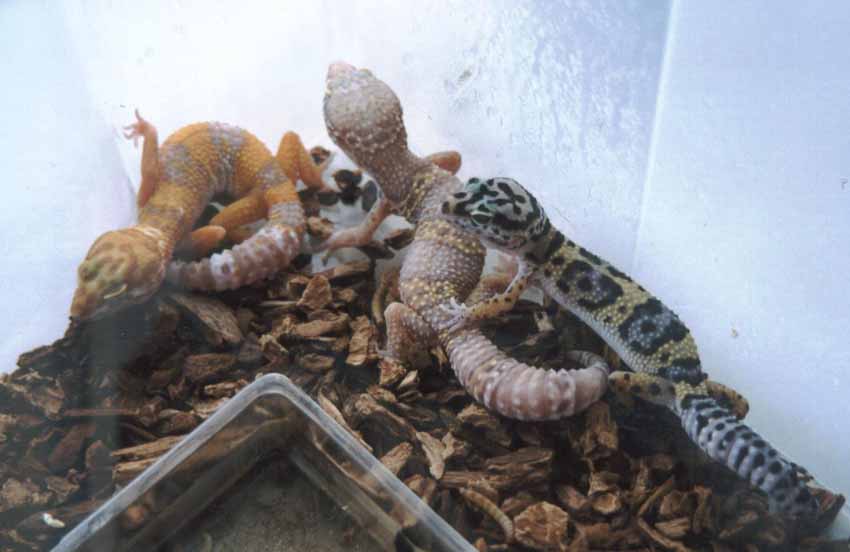 leopard trio!