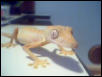 Uroplatus lineatus Male