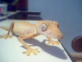 Uroplatus lineatus Male
