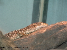 Varanus auffenbergi