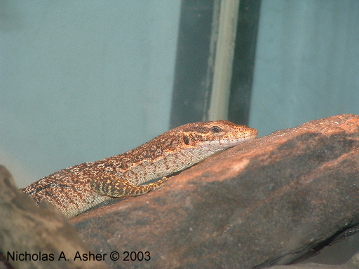 Varanus auffenbergi