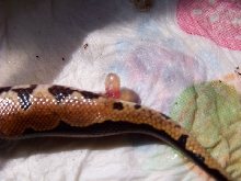 bp prolapsed cloaca? pic#1