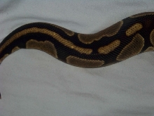 abnormal's tail