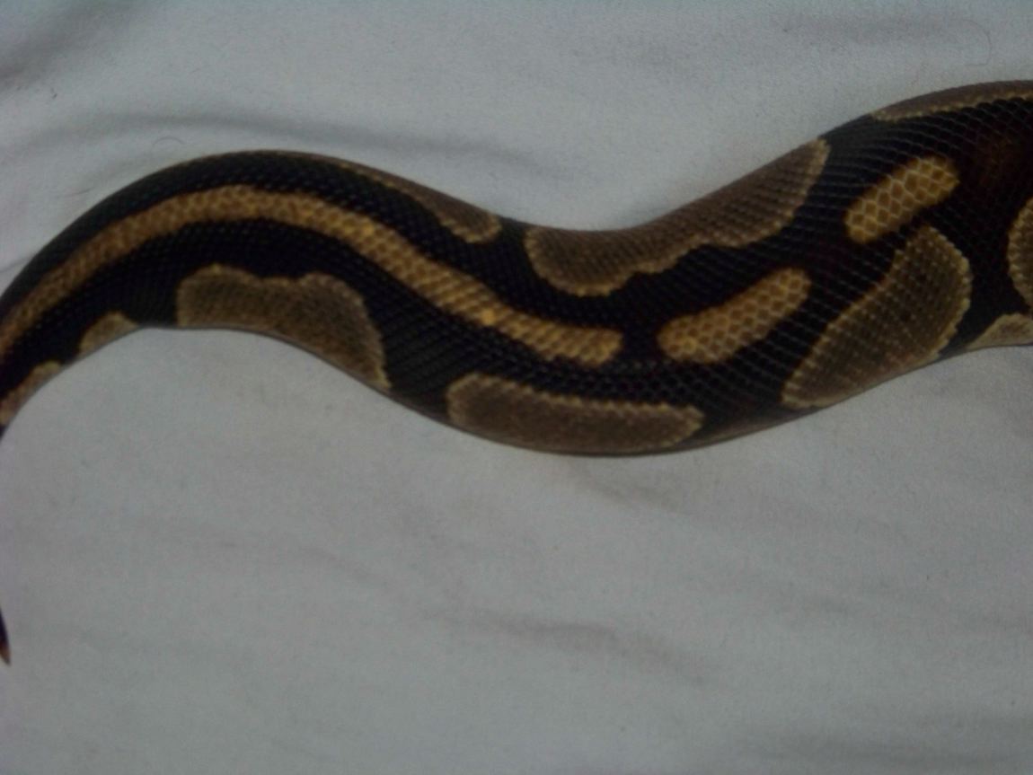 abnormal's tail