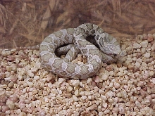 Hypomelanistic Fox snake Female -coiled
