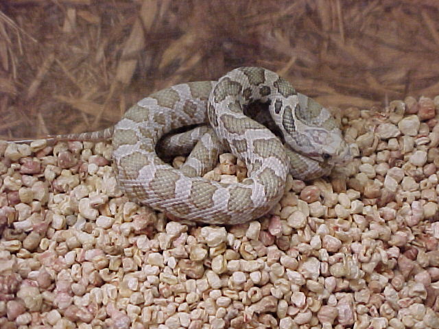Hypomelanistic Fox snake Female -coiled