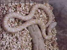 Hypomelanistic Fox snake Male