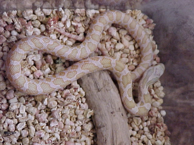 Hypomelanistic Fox snake Male