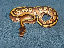 mojave aberrant