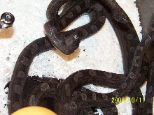 Motley Argentine Boa