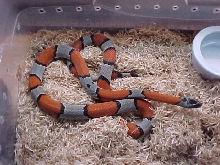 beautiful grey band blair's