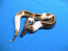 oREO the Pied
