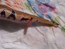 bp prolapsed cloaca? pic#2