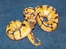 "Sugar" the bumble bee part 2