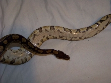Abnormal's belly