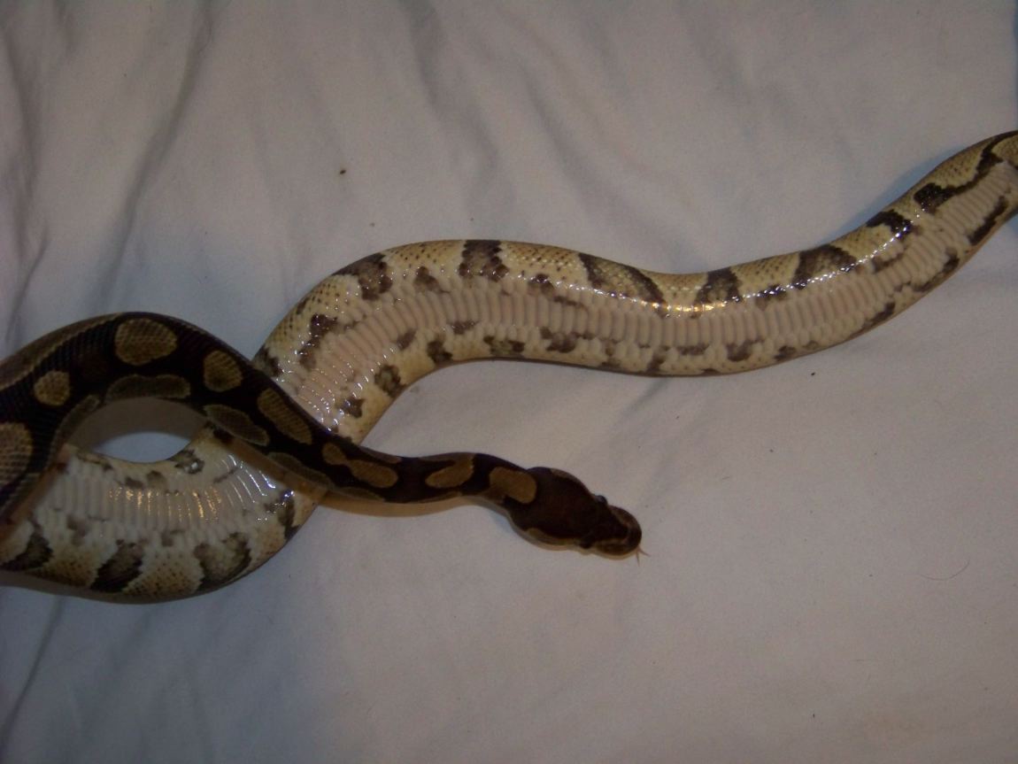 Abnormal's belly