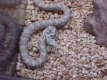 Hypomelanistic Fox snake Female -strike