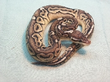 pewter male