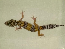 screech / hypo