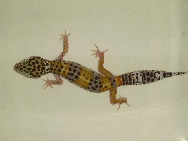 screech / hypo