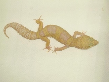 kia / bell albino het blazing blizzard