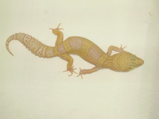 kia / bell albino het blazing blizzard